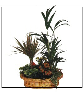 Centros de flores para mesas
Florister�a Natura Jard�n
Comercios / Florister�as
Servicio Interflora en B�jar (Salamanca)
