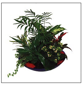 Centros de Flores para mesas
Florister�a Natura Jard�n
Comercios / Florister�as
Servicio Interflora en B�jar (Salamanca)
